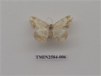 藏品(尺蛾94)的圖片